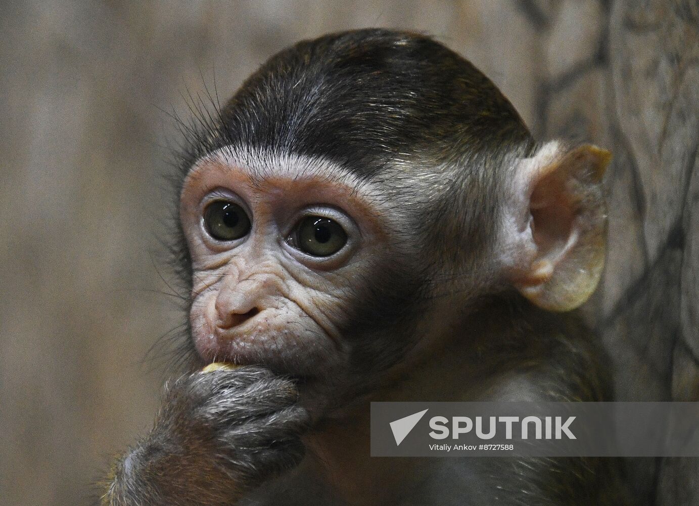 Russia Zoo