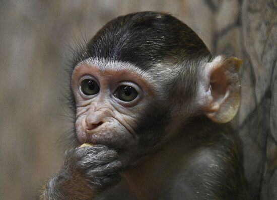 Russia Zoo