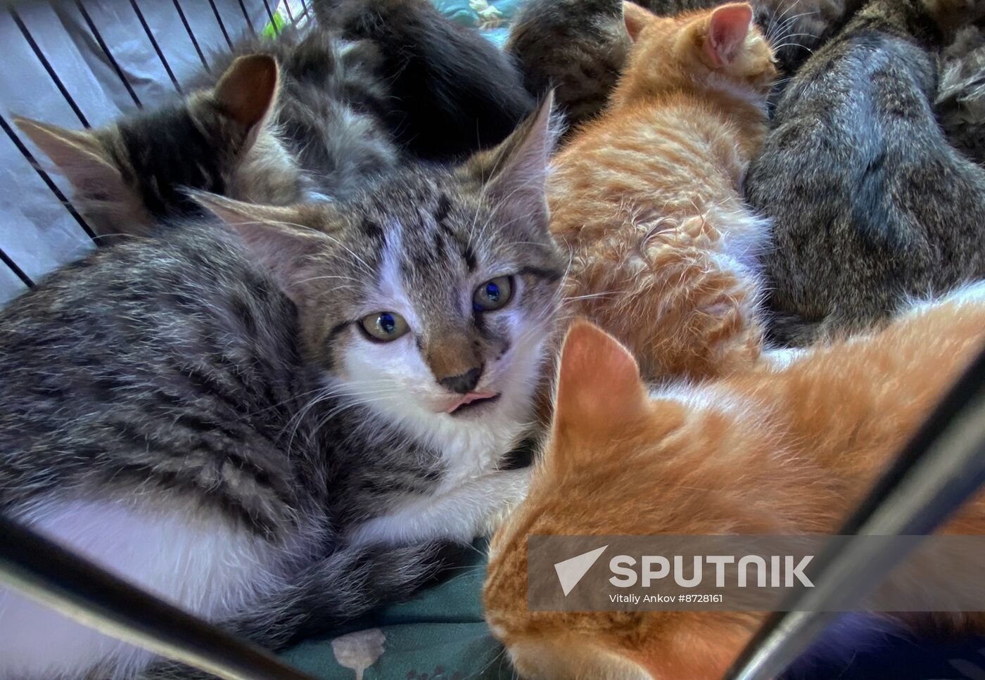 Russia Charity Pets Show
