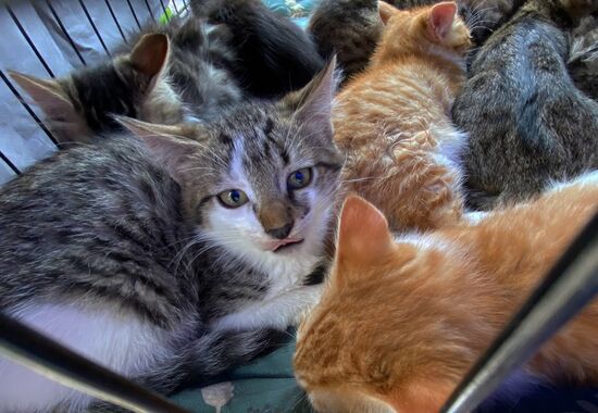 Russia Charity Pets Show