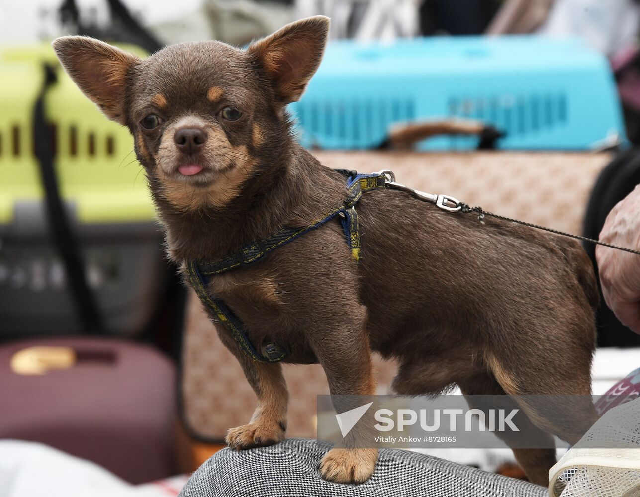 Russia Charity Pets Show