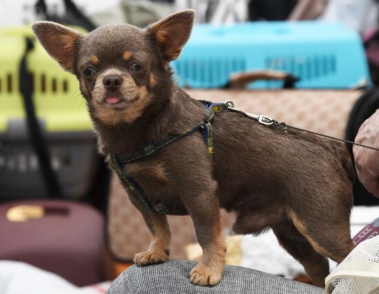 Russia Charity Pets Show