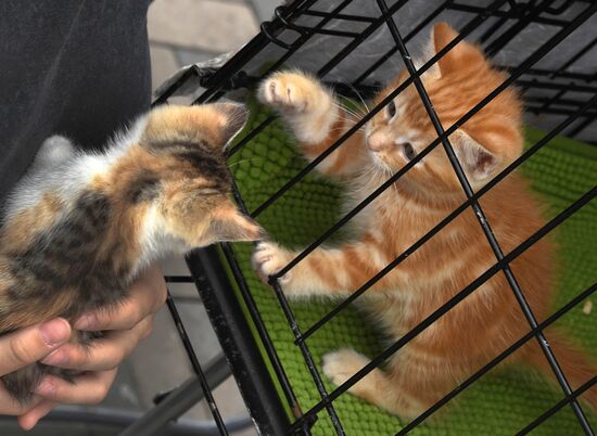 Russia Charity Pets Show