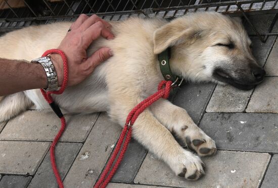 Russia Charity Pets Show