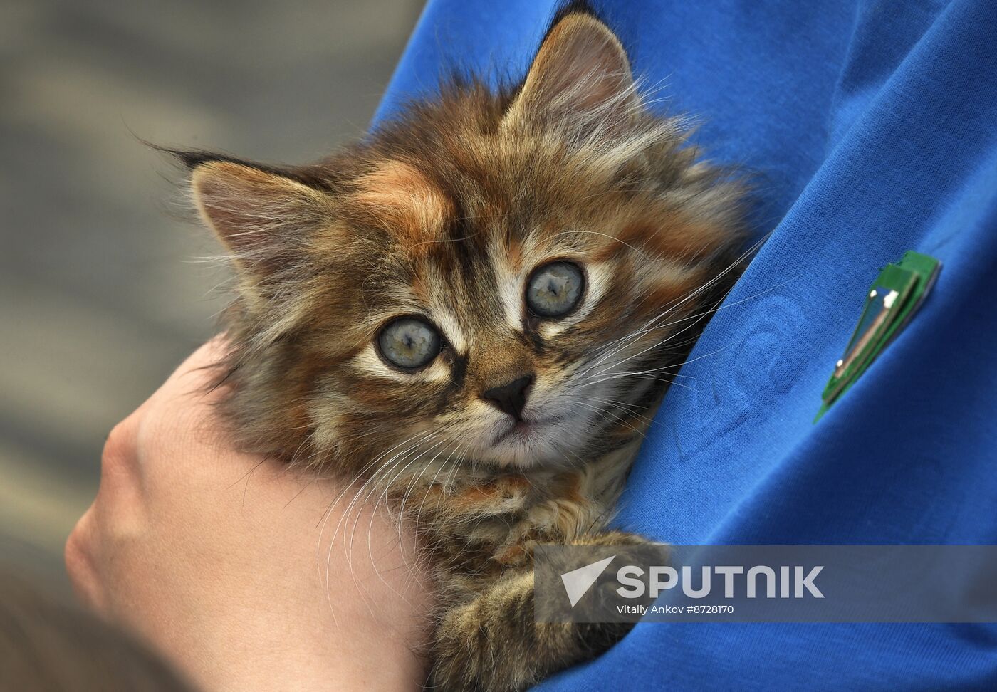Russia Charity Pets Show