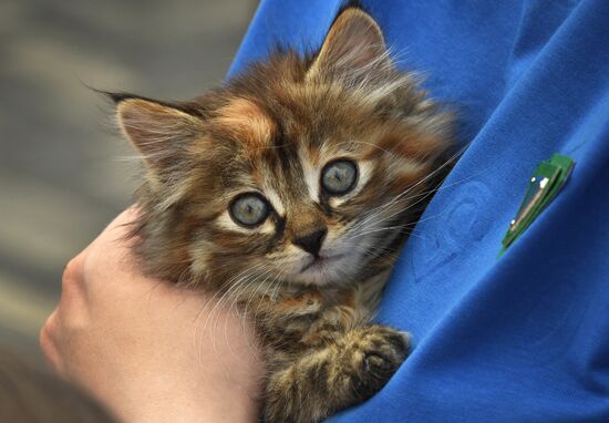 Russia Charity Pets Show