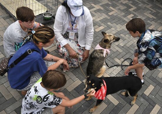 Russia Charity Pets Show