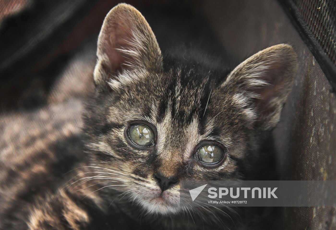 Russia Charity Pets Show