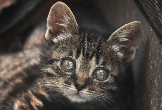 Russia Charity Pets Show