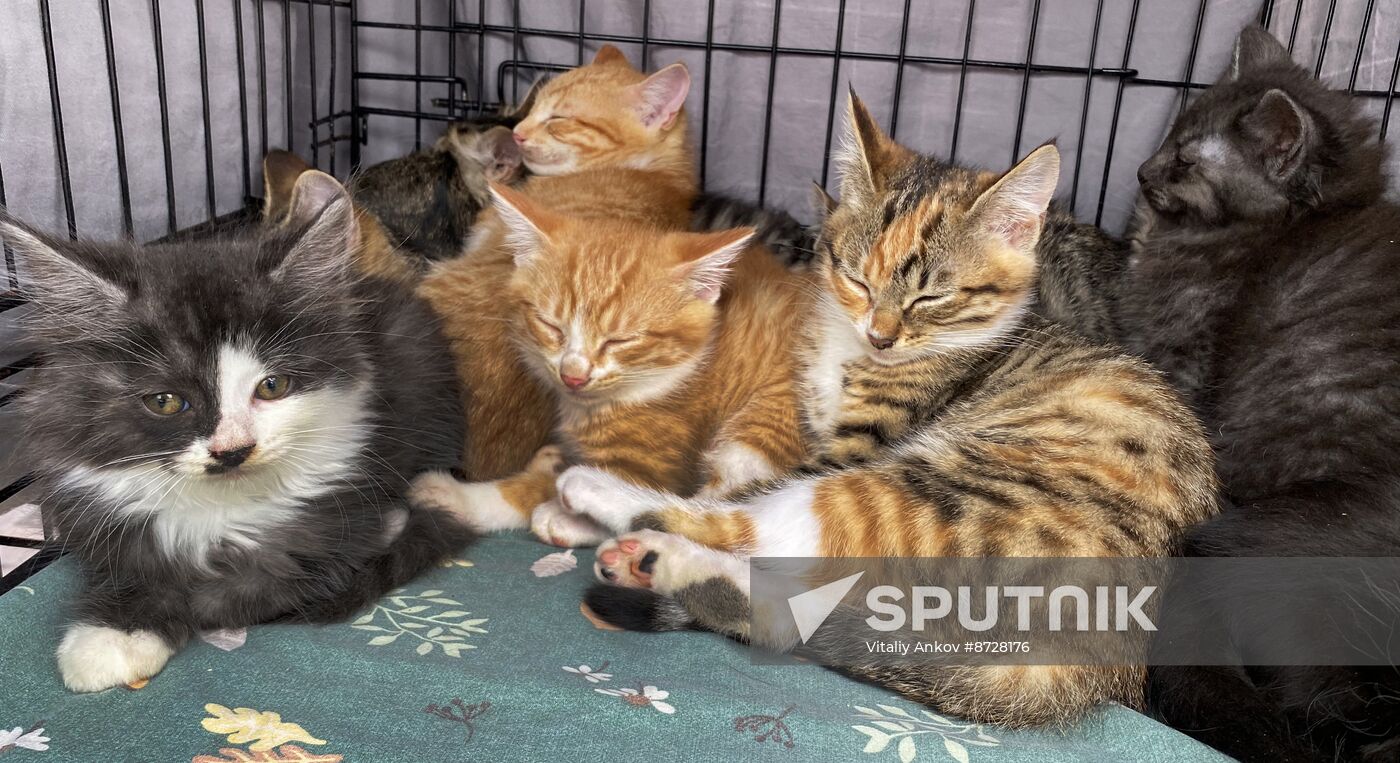 Russia Charity Pets Show