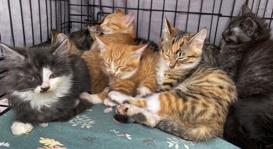 Russia Charity Pets Show