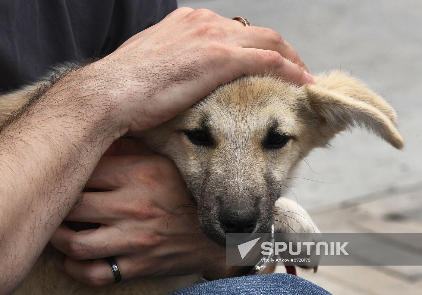 Russia Charity Pets Show