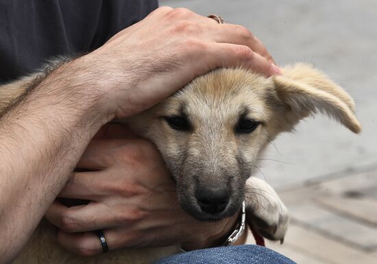 Russia Charity Pets Show