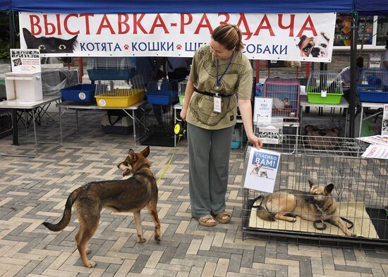 Russia Charity Pets Show