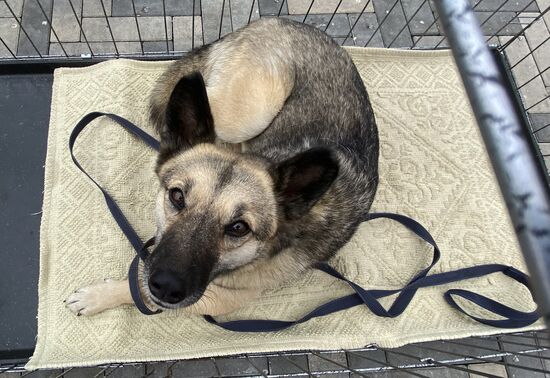 Russia Charity Pets Show