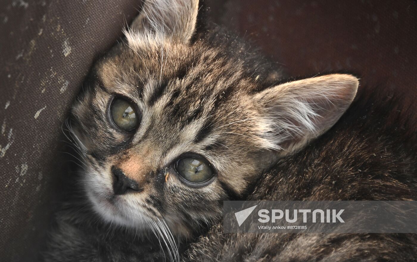 Russia Charity Pets Show