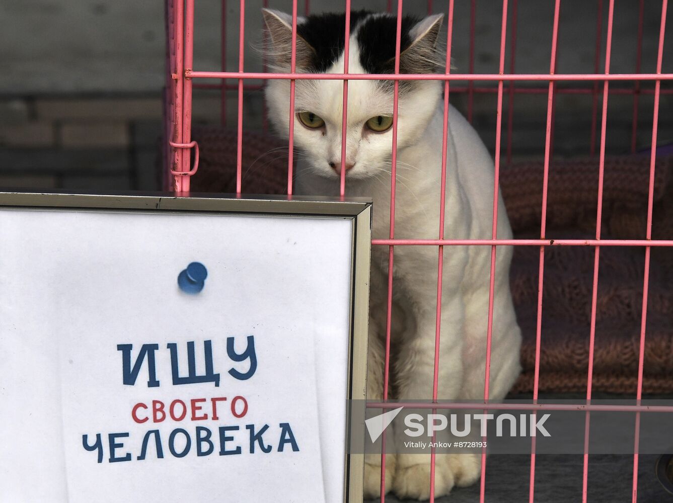 Russia Charity Pets Show
