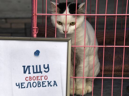 Russia Charity Pets Show