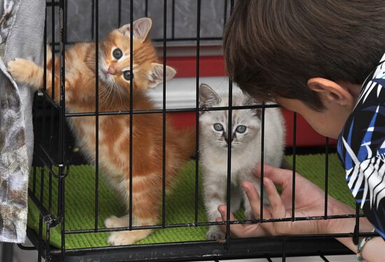 Russia Charity Pets Show