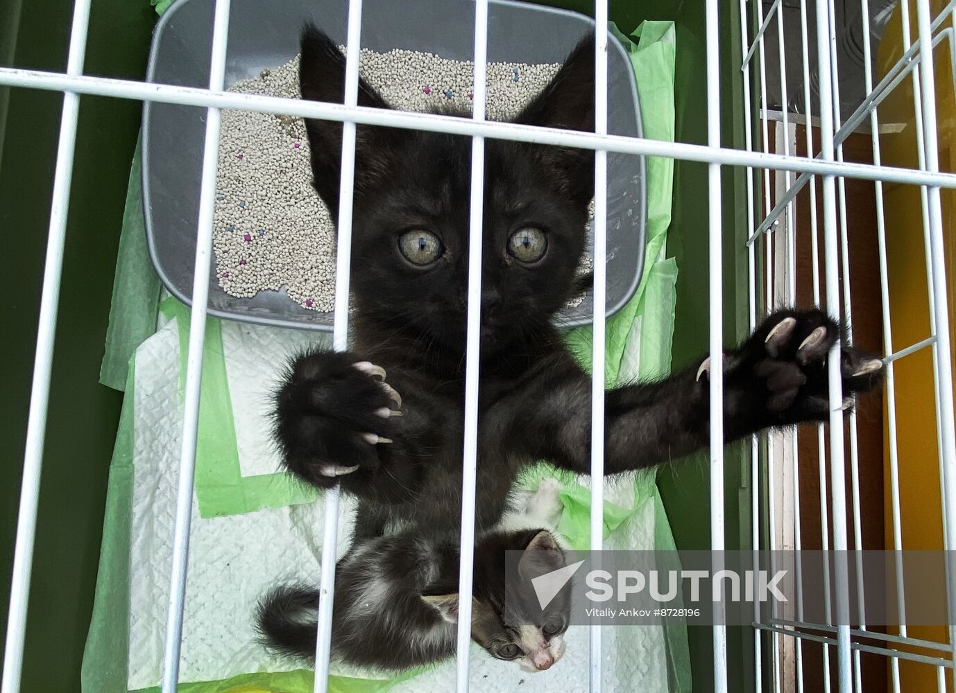 Russia Charity Pets Show