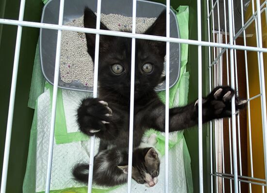 Russia Charity Pets Show