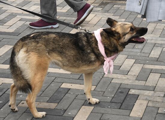 Russia Charity Pets Show