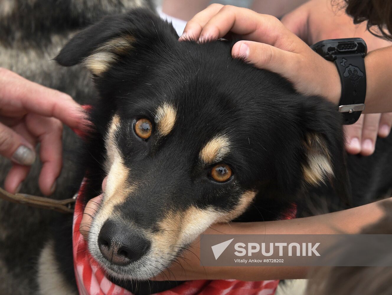 Russia Charity Pets Show