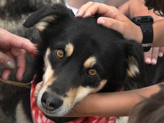 Russia Charity Pets Show