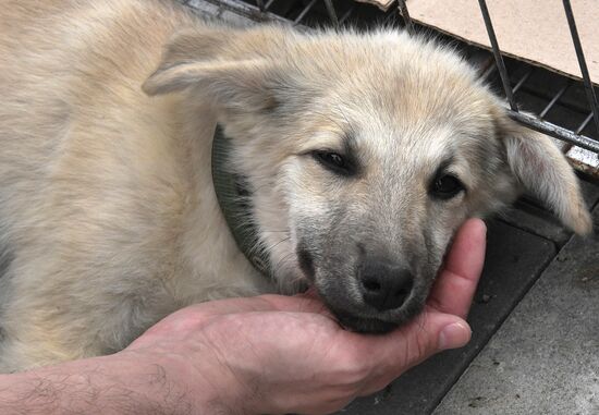 Russia Charity Pets Show