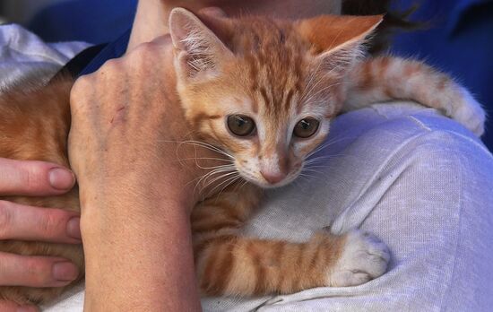 Russia Charity Pets Show
