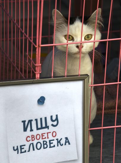 Russia Charity Pets Show