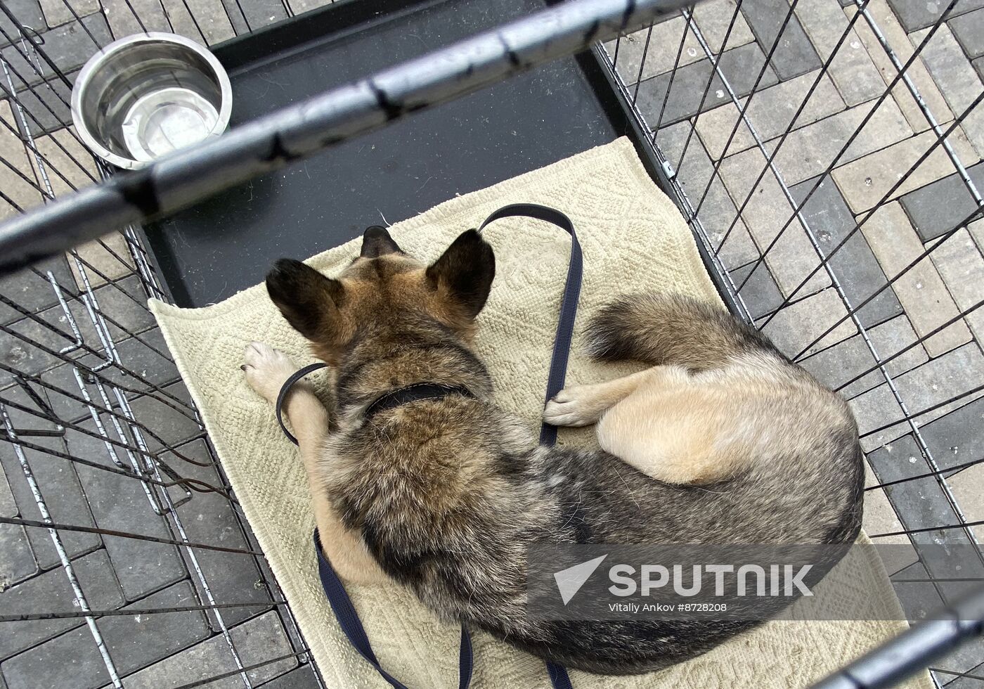 Russia Charity Pets Show