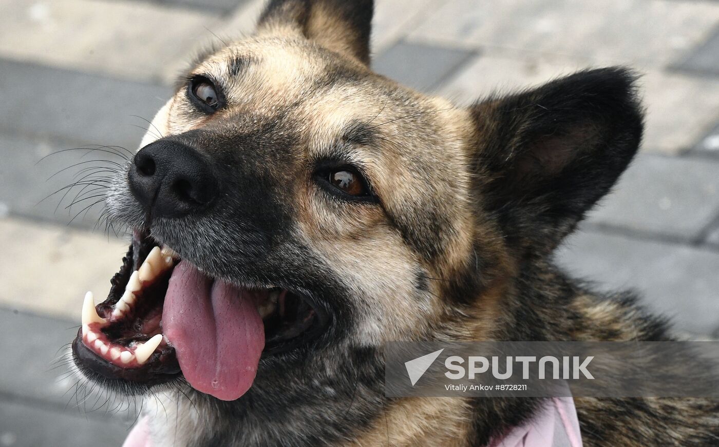 Russia Charity Pets Show