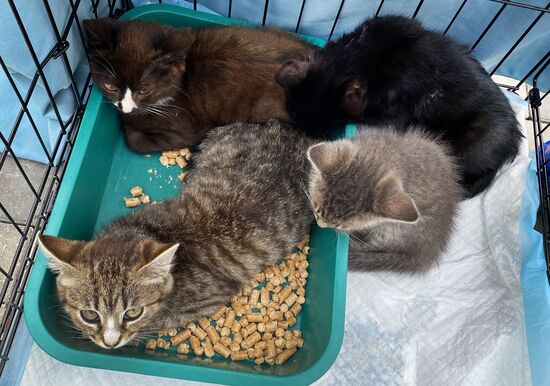 Russia Charity Pets Show