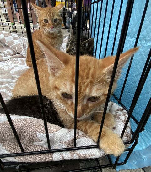 Russia Charity Pets Show