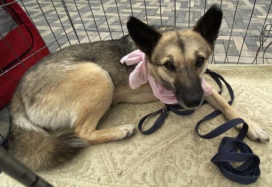 Russia Charity Pets Show
