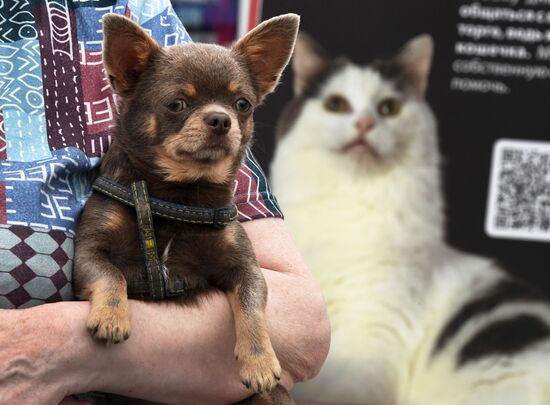 Russia Charity Pets Show