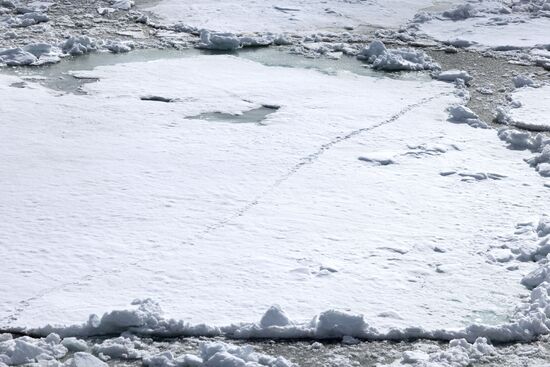 Russia North Pole Icebreaker Expedition