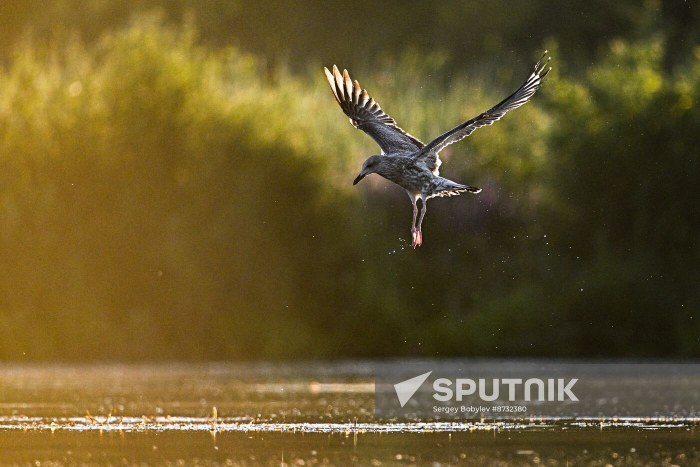 Russia Wildlife
