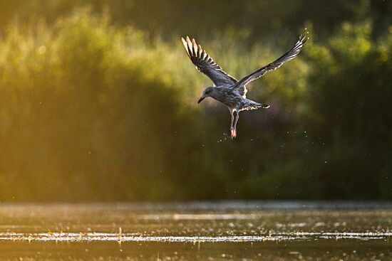 Russia Wildlife