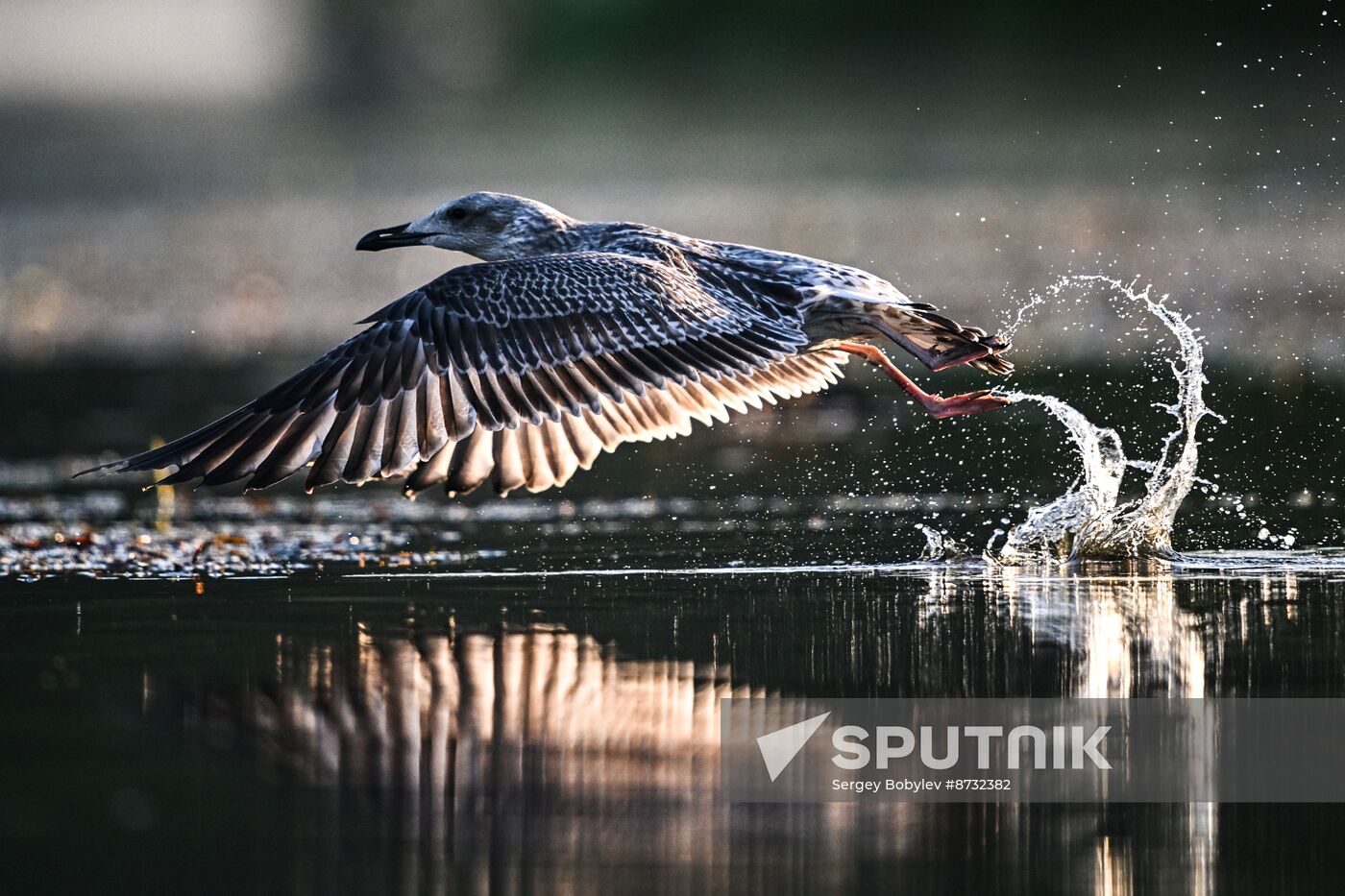 Russia Wildlife