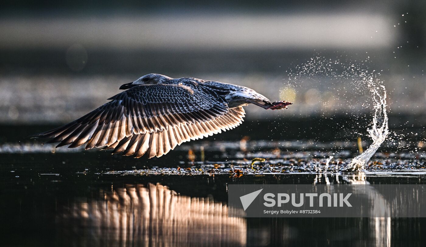 Russia Wildlife