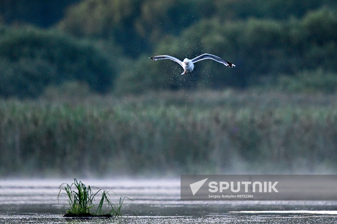 Russia Wildlife