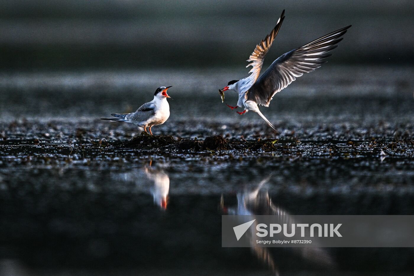 Russia Wildlife