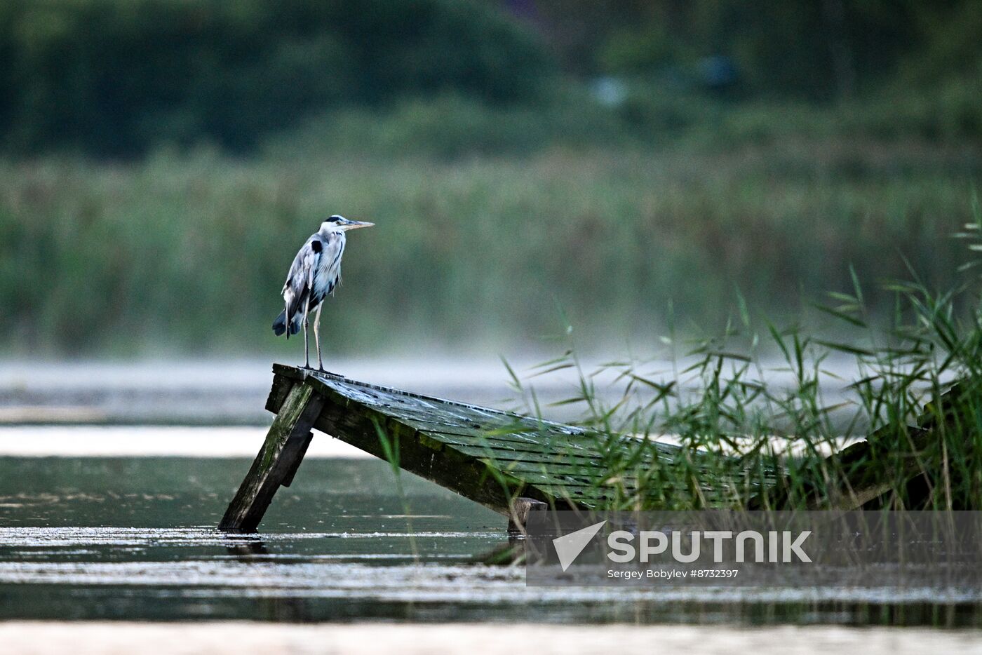 Russia Wildlife