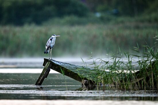 Russia Wildlife