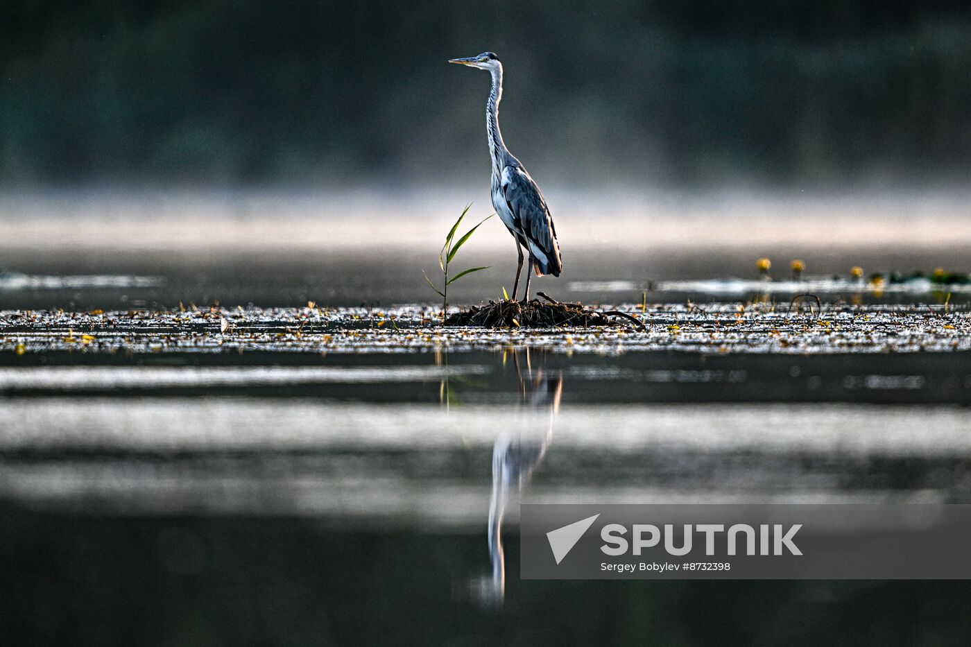 Russia Wildlife