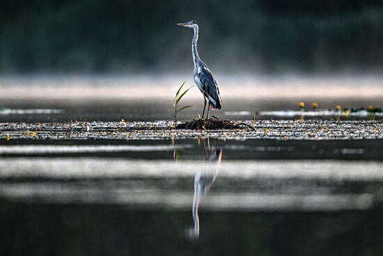 Russia Wildlife