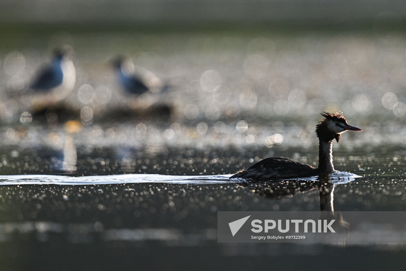 Russia Wildlife