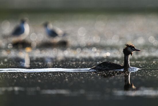 Russia Wildlife